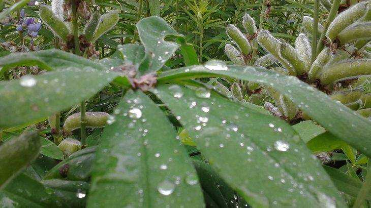 В Брянской области 7 августа пройдут дожди и похолодает