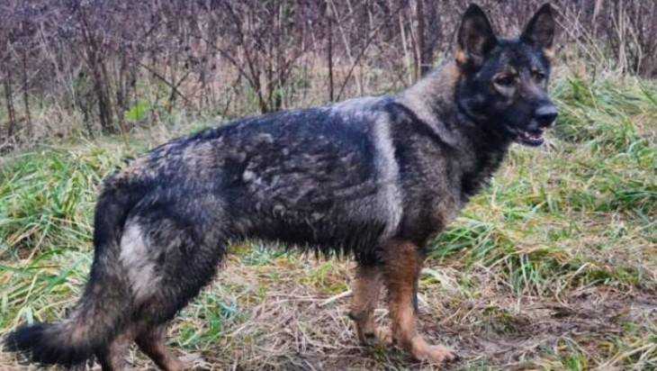 В брянском поселке огромная собака покусала женщину