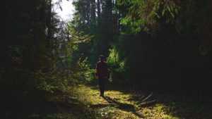 В Суземском районе нашелся заблудившийся в лесу брянский грибник