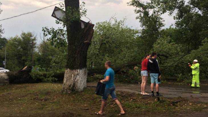 В Брянске рухнувшее дерево парализовало движение на улице Калинина