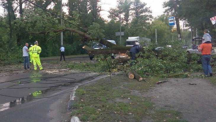 В Брянске убрали с дороги рухнувшее у бассейна ДОСААФ огромное дерево 