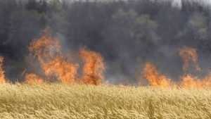 Брянские пожарные спасли поле с урожаем