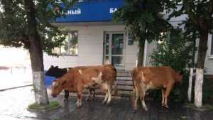 В Брянске сфотографировали коров у банка и лошадей на остановке