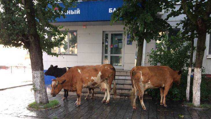 В Брянске сфотографировали коров у банка и лошадей на остановке