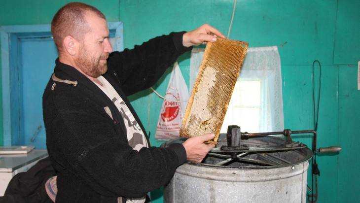 Из-за гибели пчел брянские пасечники лишились трети меда
