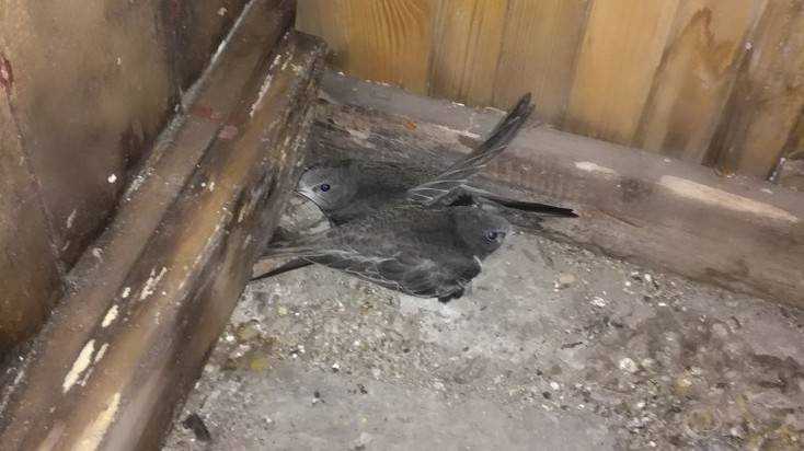 Жители Брянска во время ремонта на балконе нашли птенцов