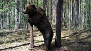 В брянском лесу сняли на видео медведя-великана
