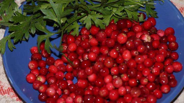 Жительница брянского поселка установила мировой рекорд по сбору ягод