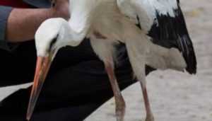 В Брянске ветеринары спасли аиста со сломанной ногой