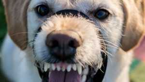 В Брянской области злобные собаки покусали за полгода 2672 человека