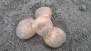 Брянцы откопали диковинный картофельный спиннер