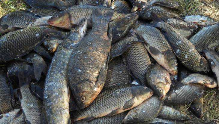 В озере Зыбком города Новозыбкова загадочно погибла рыба
