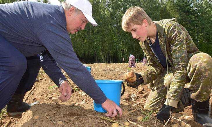 Президент Белоруссии Лукашенко выкопал на выходных свою картошку 