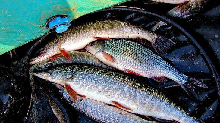 Брянского браконьера оштрафовали на 25 тысяч за добычу рыбы огромными сетями