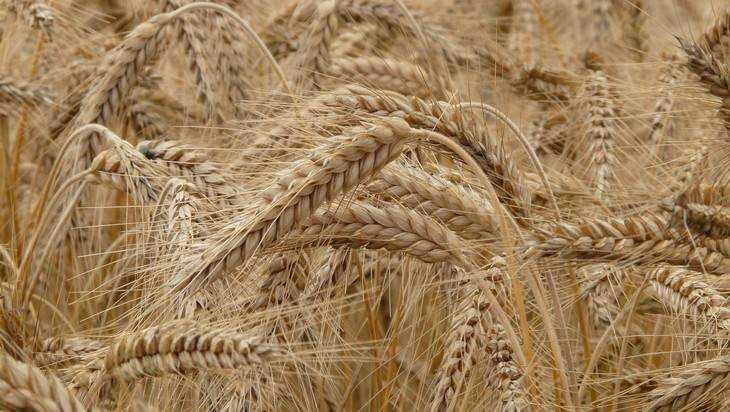 Экспорт пшеницы в России увеличится до 44 миллионов тонн