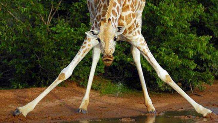 В Брянске поселится жираф высотой с двухэтажный дом