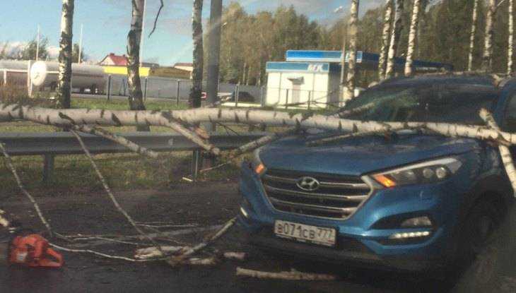 В Брянске у Телецентра поваленная ветром берёза рухнула на автомобиль