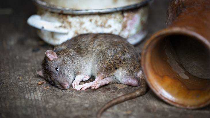 В Новозыбкове мужчину покусала крыса