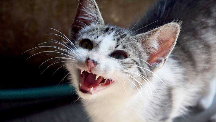 Жительницу брянского села покусала бешеная кошка