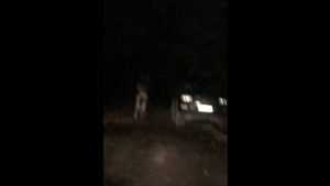 В Брянске сняли видео о загулявшем ночью в Новом городке лосе