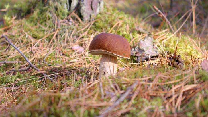 Заблудившаяся в лесу брянская пенсионерка вернулась домой с грибами