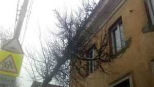 В Брянске на улице Фокина дерево рухнуло на двухэтажный дом