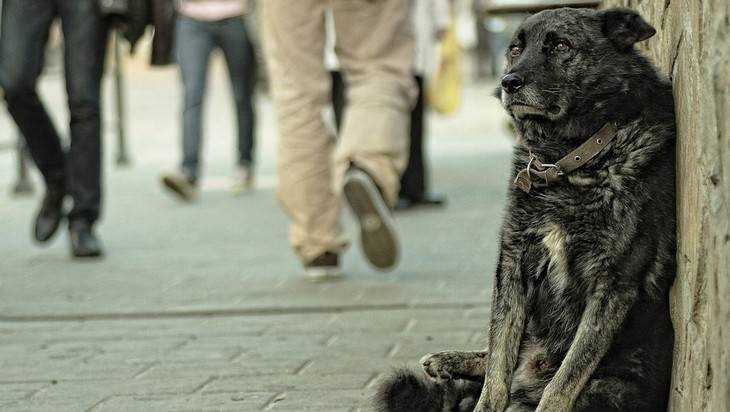 У добрых брянцев попросили денег на приют для собак