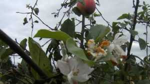 Диво дивное: в брянском саду зацвела яблоня со спелыми яблоками