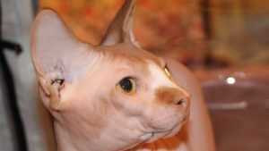 Бешеная кошка искусала в Почепском районе семью