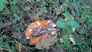 В Новозыбкове собутыльники погибли от грибов