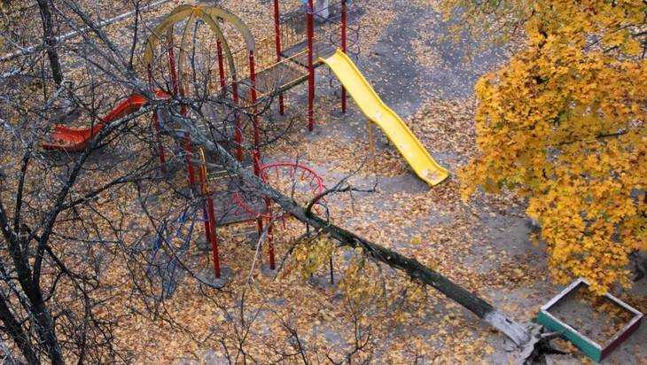 На детскую площадку в Брянске рухнуло поваленное ветром дерево