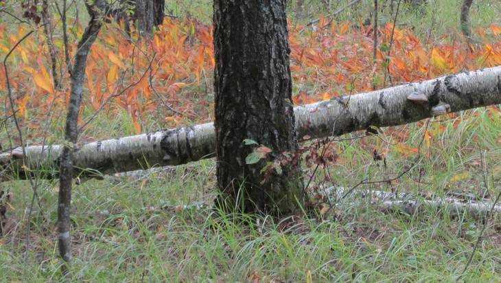 В Брянской области за сезон задержали девятерых поджигателей леса