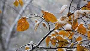 Брянской области 29 ноября пообещали снег и 7-градусный мороз