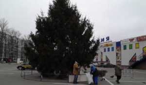 В Брянске у гипермаркета «Линия» установили новогоднюю живую елку