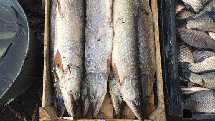 В Брянске у торговцев отобрали живую рыбу