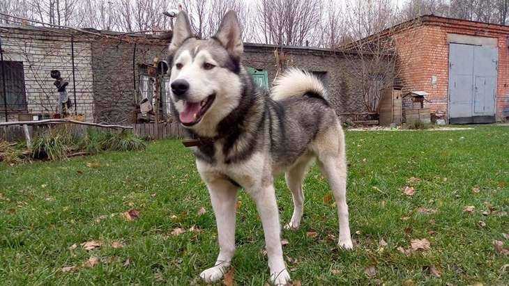 В Брянске около БГУ нашли собаку хаски