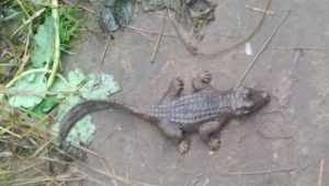 Вылезший из травы рукотворный крокодил перепугал в Новозыбкове девушку