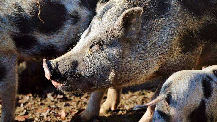 Брянцам напомнили об опасности африканской чумы свиней
