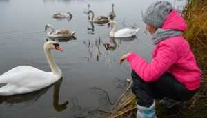 Брянец попросил спасти от морозов лебедей с озера в Любохне