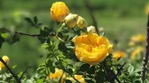 Брянцы уничтожили 1600 саженцев роз, привезенных с Украины