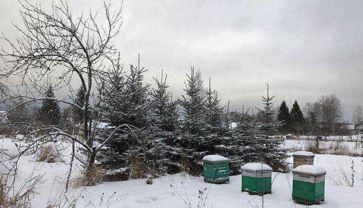 В Брянской области снова выпадет снег