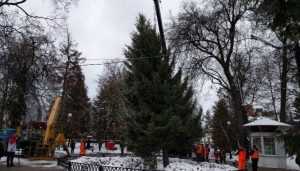 В Круглом сквере Брянска установили главную новогоднюю ёлку