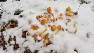 В брянском лесу пробились из-под снега веселые грибы лисички