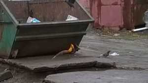 В Брянске заметили дивную жар-птицу возле мусорных баков