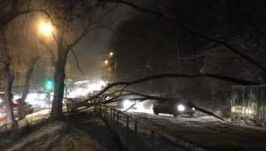 В Брянске дорогу перекрыло рухнувшее дерево
