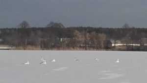 На брянском озере 16 лебедей попали в ледяной плен