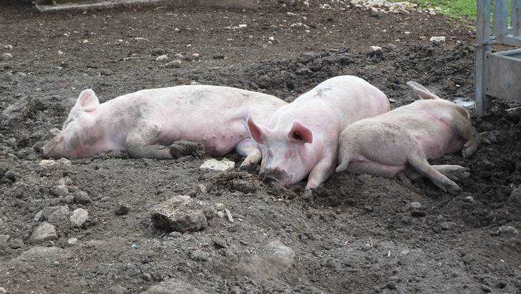 Брянским крестьянам рекомендовали отказаться от свиней
