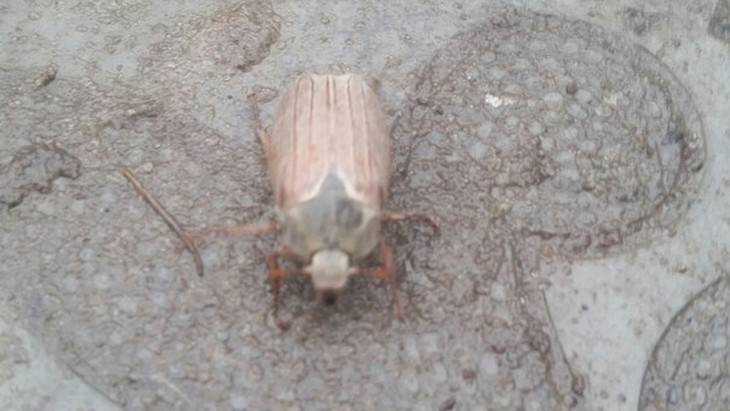 В Брянской области теплая погода пробудила майских жуков