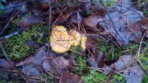 В брянском лесу пробились веселые грибы лисички