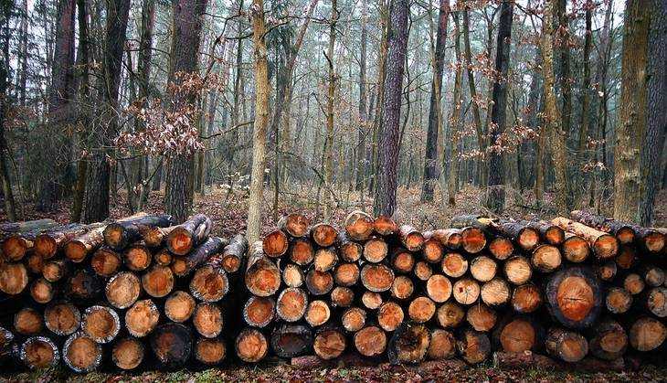 В Клинцах с женщины и лесника взыскали 1,6 млн за вырубку деревьев